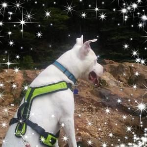 Meet your Posher, Holly